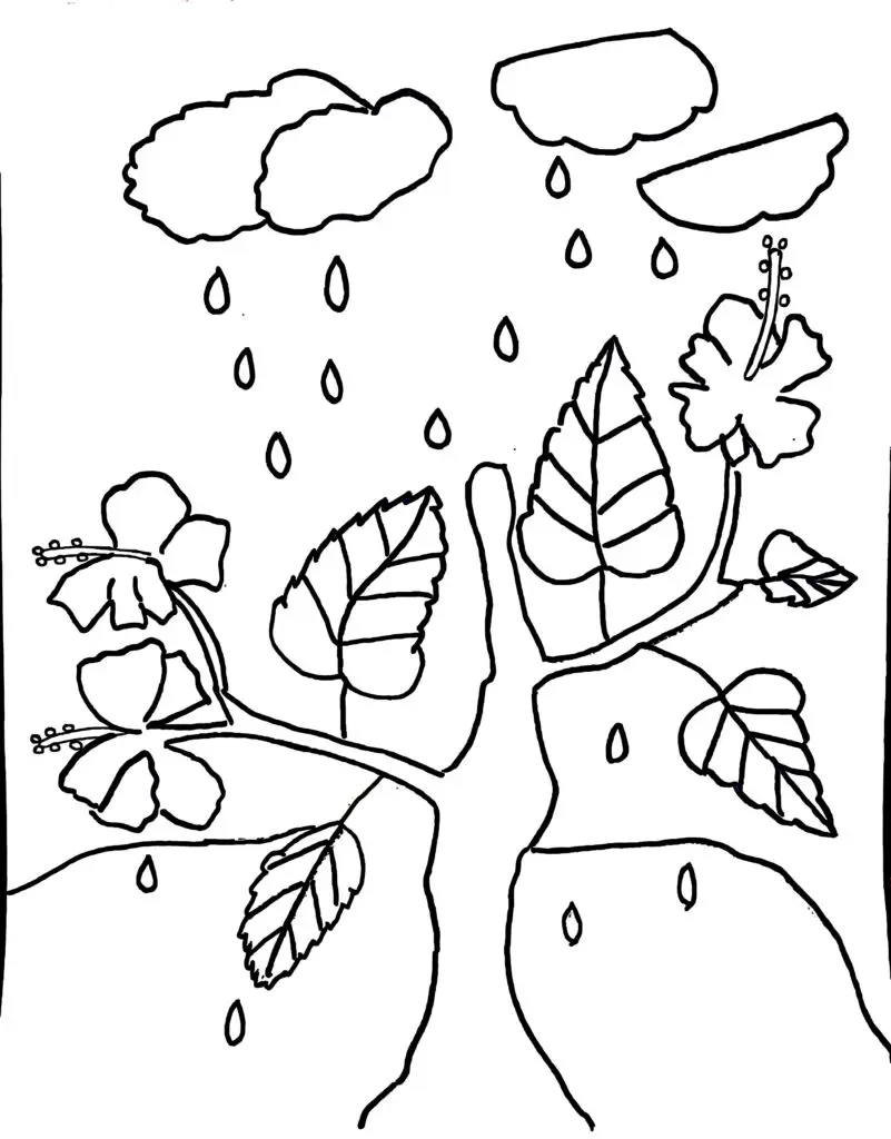 On this page, there is a hibiscus plant in the rainy season.