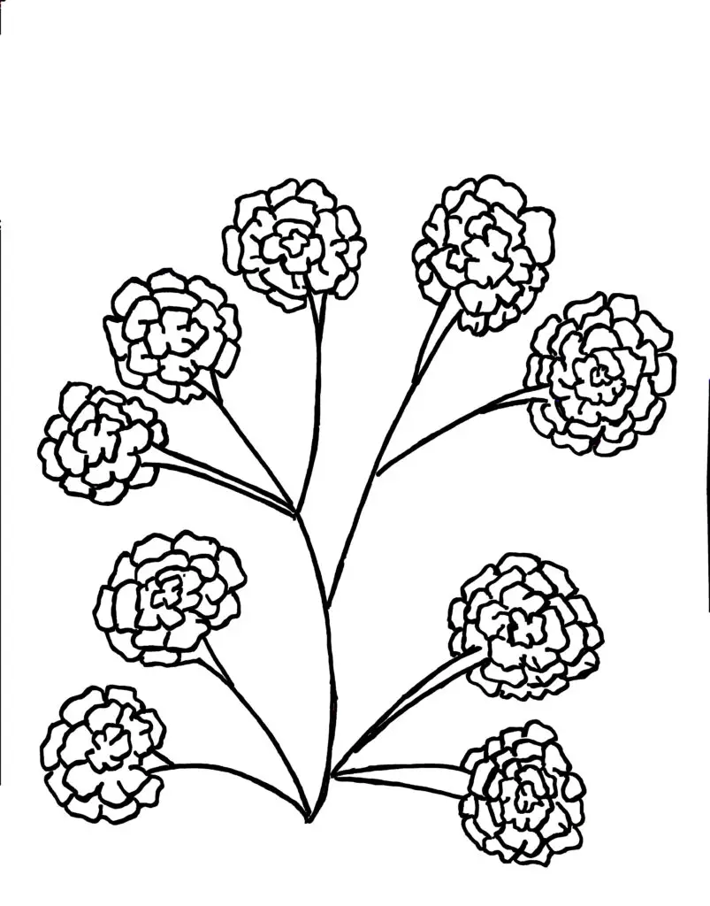 On this page of flower colouring pages, 9 marigold flowers bloom on a single stem without any leaves.