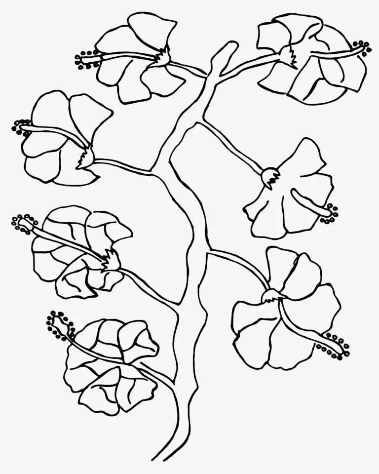 On this page of flower colouring pages, seven hibiscus flowers are attached to a stem. The flowers are not colored yet. They are waiting for your colors. The petals are long and broad. The stem is long and thin. It holds the flowers together. The flowers are drawn with simple shapes. The stem is drawn in an irregular shape.