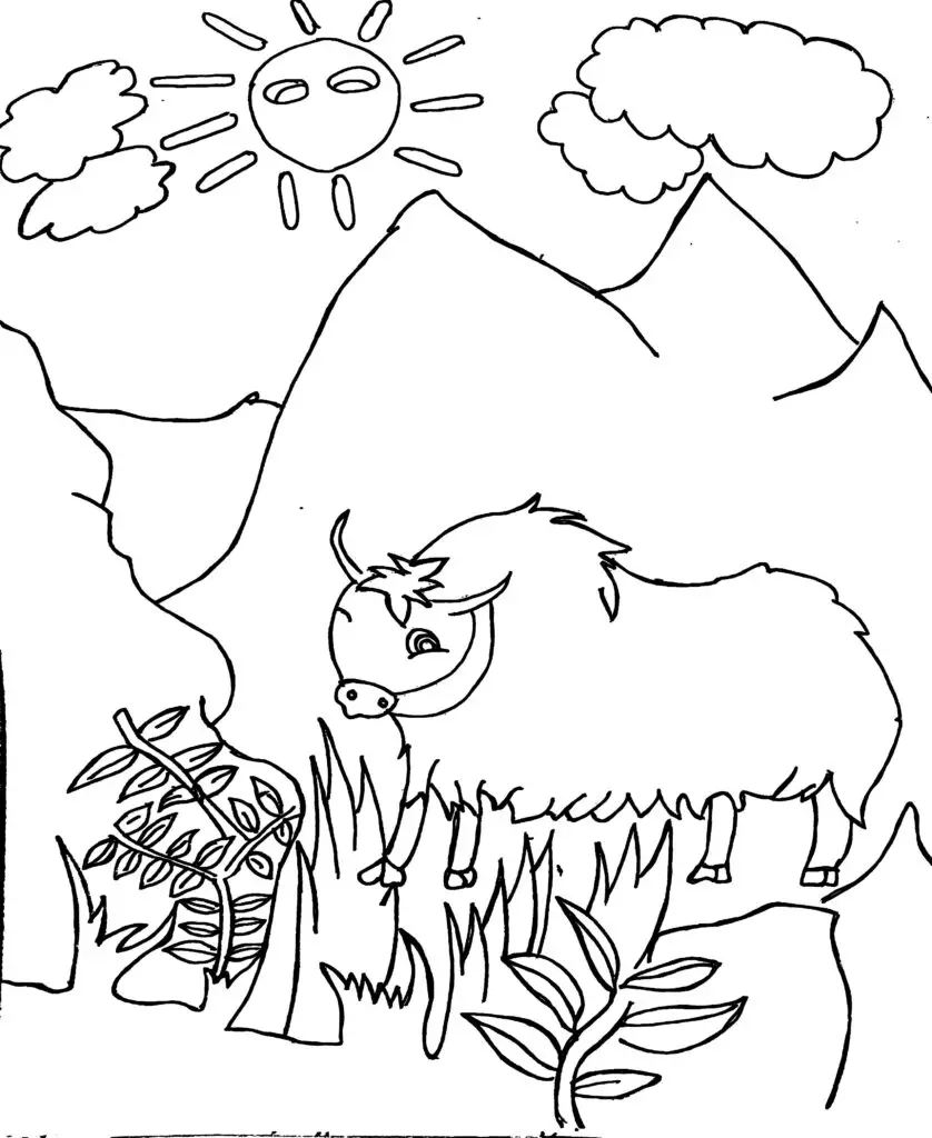 On this page of Animal colouring pages, there is a yak in a grassland. The yak is walking slowly.