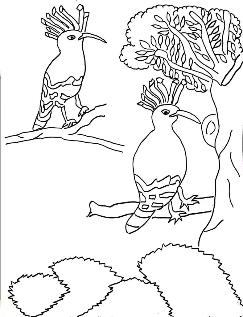 On this page of birds coloring pages, there are two hoopoe birds.